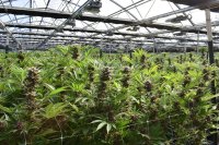 Cannabis Physiology: Growth, Cultivation Techniques, and Evolution Explained